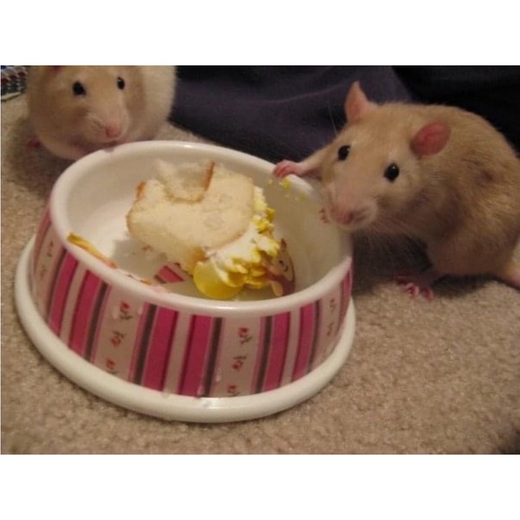 🐈🐈‍⬛ - Picture 16 of 16